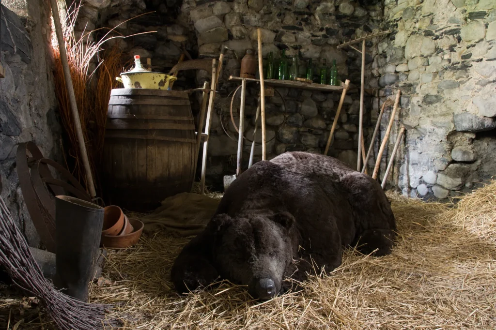 Donjon de l'ours qui dort, Seyne les Alpes (Mark Dion)