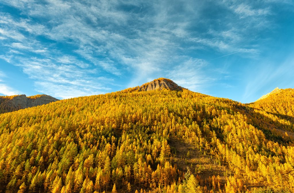 Mélèzes de Dormillouse à Montclar en automne Alpes de haute Provence