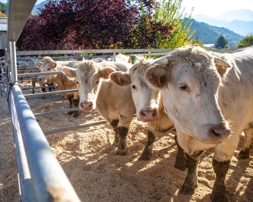 Parc de vaches à la Foire agricole de Seyne