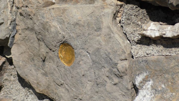 Oeuvre "Traces" de herman de vries, Alpes de Haute Provence, Art en Montagne