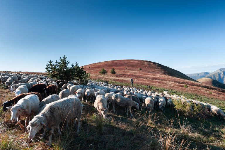 La Routo. Transhumance 
Moutons