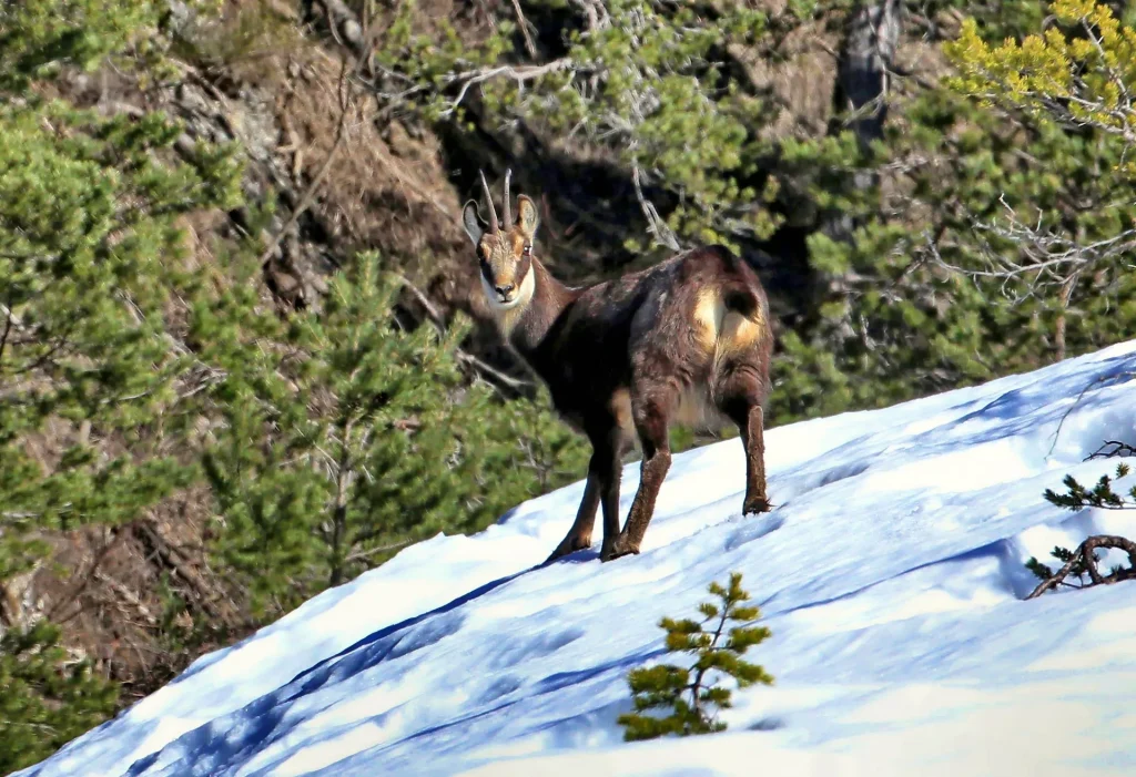 Rando observation chamois au Fanget