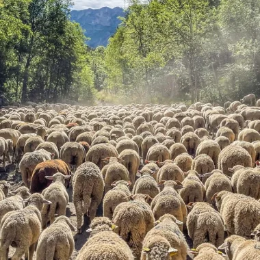 Troupeau de moutons pendant la fête de la Transhumance au Vernet