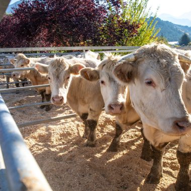 Parc de vaches à la Foire agricole de Seyne